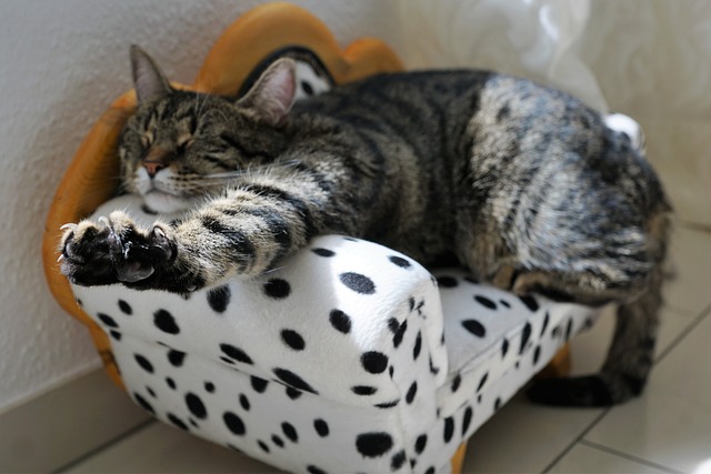 cat stretched out on polka dot cat couch